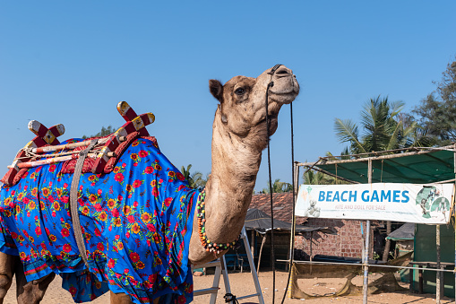 Ullal, India - January 19 2023: A domesticated camel dressed in colorful clothes to offer rides to tourists at Ullal Beach near Mangalore.