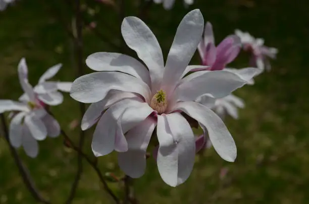 Flowering white and pink magnolia tree with blossoms.