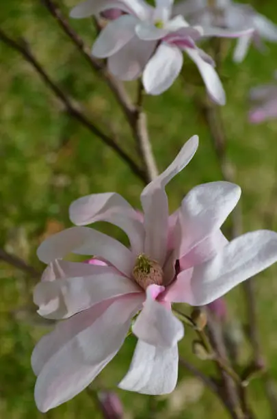 Pale pink and white magnolia tree with flowers blooming.