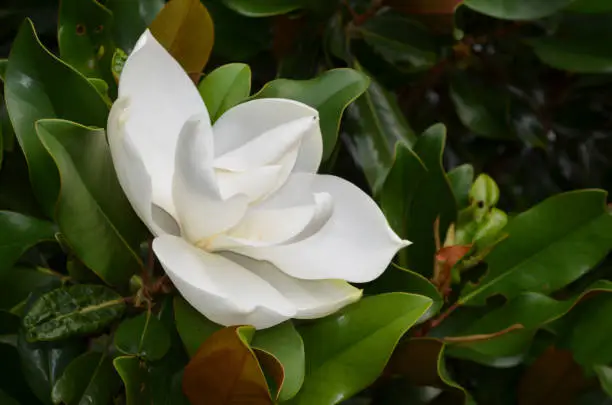Shiny green leaves surround a flowering magnolia blossom.