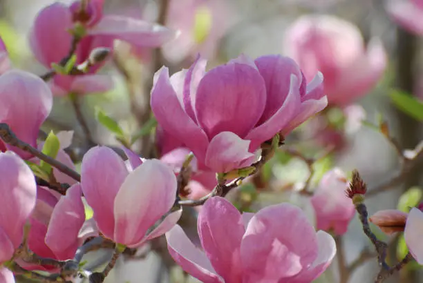 Beautiful brilliant flowering pink magnolia blossoms in spring.