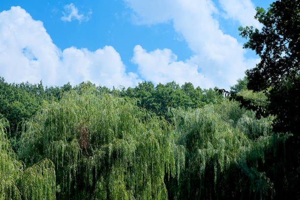 Summer vegetable natural green background forest on a sunny day