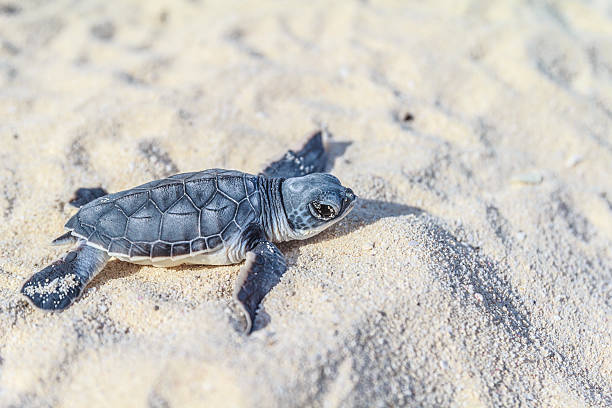 sea turtle newborn.side. - turtle young animal beach sand fotografías e imágenes de stock