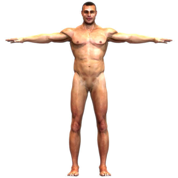 istock Human Muscle Body Anatomy 1629106546
