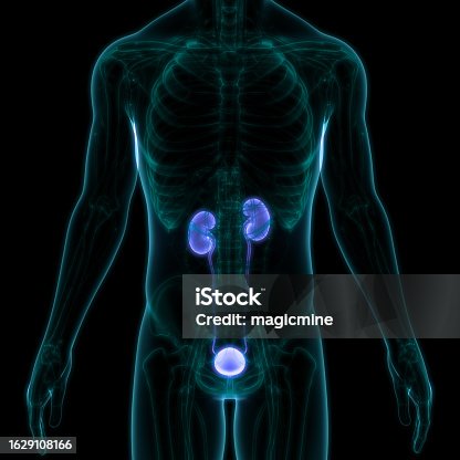 istock Human Urinary System Kidneys with Bladder Anatomy 1629108166