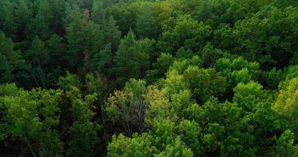 istock Green trees drone forest wood wild summer park 1629110357