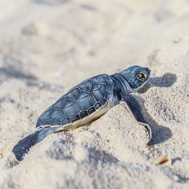 tortue de mer newborn.side view.square. - sea turtle square shape square endangered species photos et images de collection