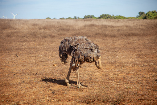 Solitary ostrich standing in the midst of a parched, sun-drenched Alentejo field. A symbol of resilience against the arid landscape.