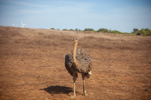 Ostrich walking through dry grass on savanna landscape Nairobi National Park Kenya East Africa