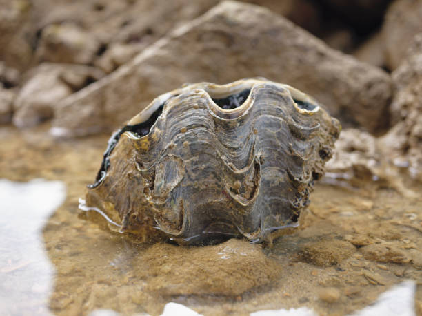 istock Giant Clam in samaesarn beach , Chonburi  , Thailand. 1629136829