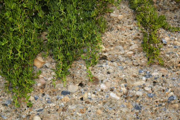 istock Coniferous branches. Coniferous tree of background texture. Wood texture. 1629138997