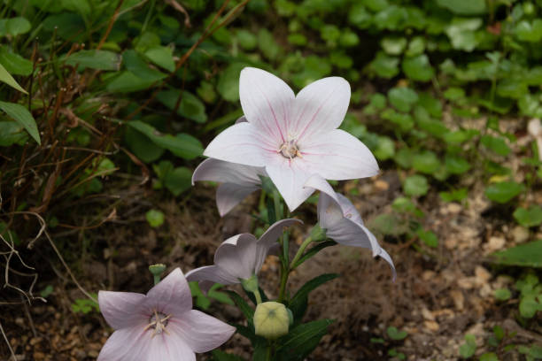 istock White bellflower in full bloom 1629139609
