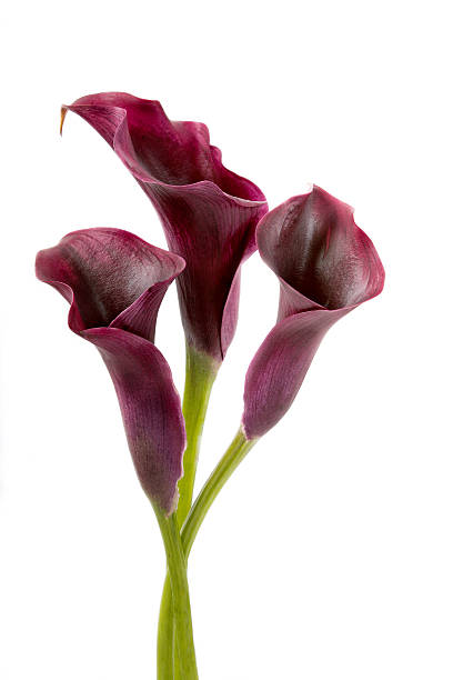 calla lilies stock photo