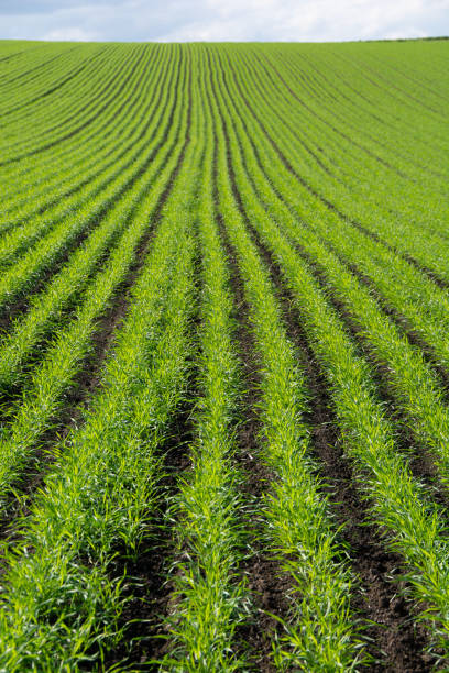istock Autumn field of green wheat seedlings 1629142490
