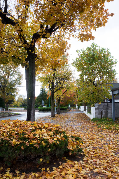 istock Yellow fallen leaves on the ground 1629144087