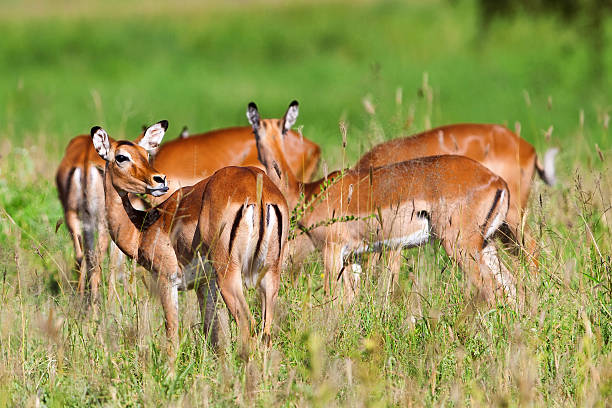 Impala antelopes, Tarangire National Park, Tanzania