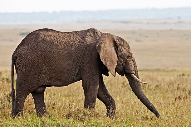 istock African elephant in the Maasai Mara, Kenya 162914727