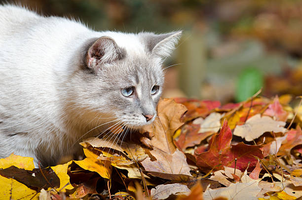 istock Cute white cat in leaves 162914813