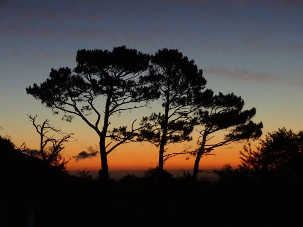 istock Tree in sunset, South Africa 1629148665