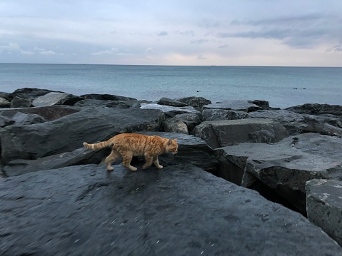cat and the sea