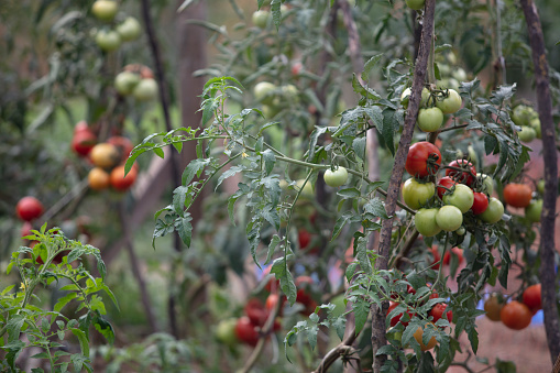 organic tomato field