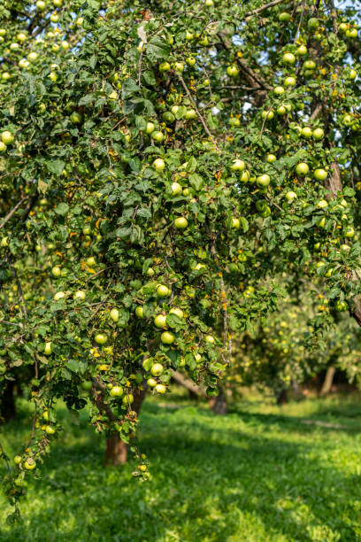 istock Apple orchard with ripe green apples 1629162740