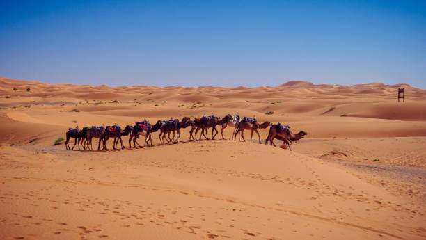 istock Camel caravan in the desert Sahara in Morocco 1629163950