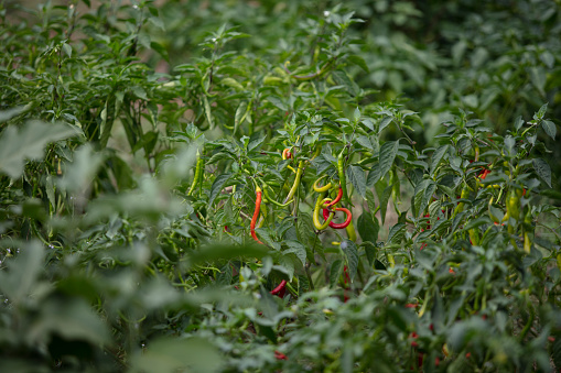 organic pepper on branch