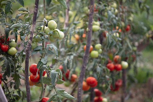 organic tomato field