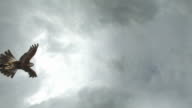 istock HD Super-Slow Mo: Harris Hawk Flying Over The Sky 162916783