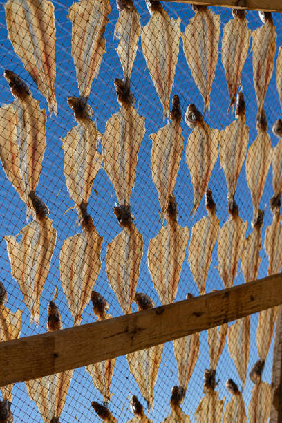 Gutted fish is dried on a metal mesh on a beach background