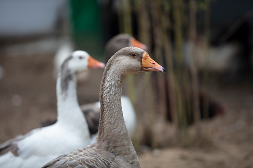Two Greylag Goose (Anser anser) standing in grass with white flowers.