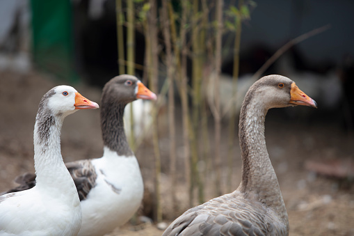 Ceramic geese at the garden exhibition \