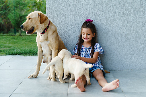 Little girl sitting with Labrador puppies together with their mother and sharing love with them