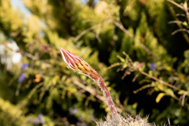 Still life image of a pink cereus cactus flower sprout, right before it blossoms.