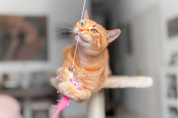 istock brown tabby cat with green eyes playing with a cat toy 1629171079
