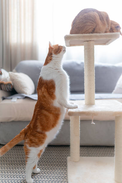 istock two domestic brown cats interact in a scratching tower 1629171081