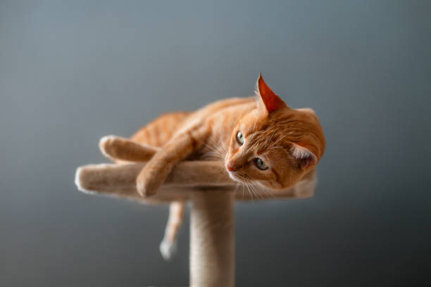 istock brown tabby cat with green eyes lying on a scratching tower. close up 1629171260