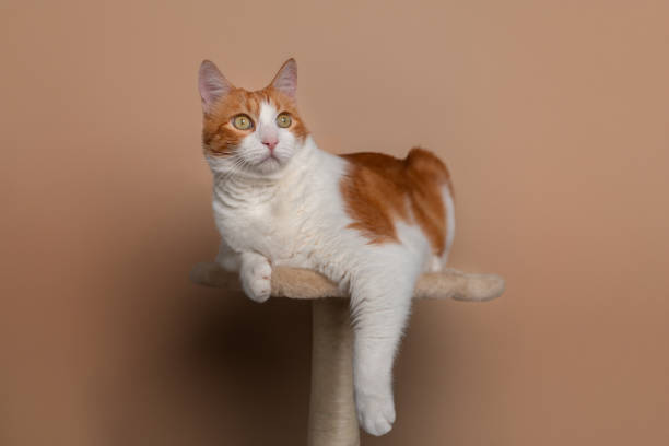 istock brown and white cat with yellow eyes lying on a scratching tower 1629172177