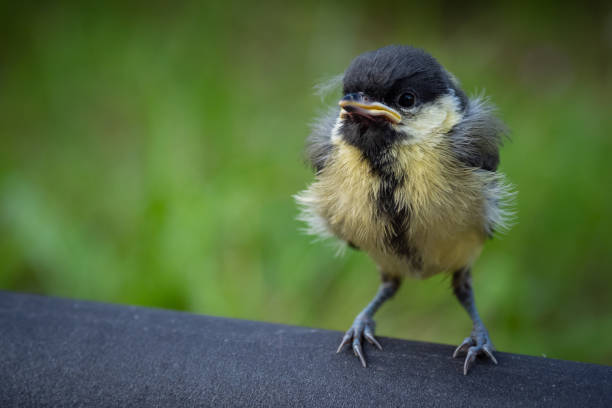 istock Cute fluffy baby chick bird 1629174719