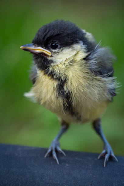 istock Cute fluffy baby chick bird 1629174902