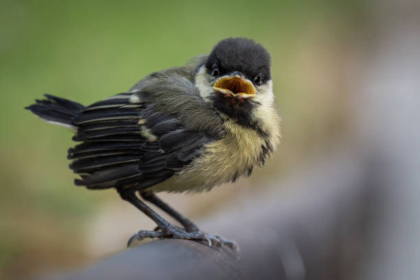 istock Cute fluffy baby chick bird 1629174903
