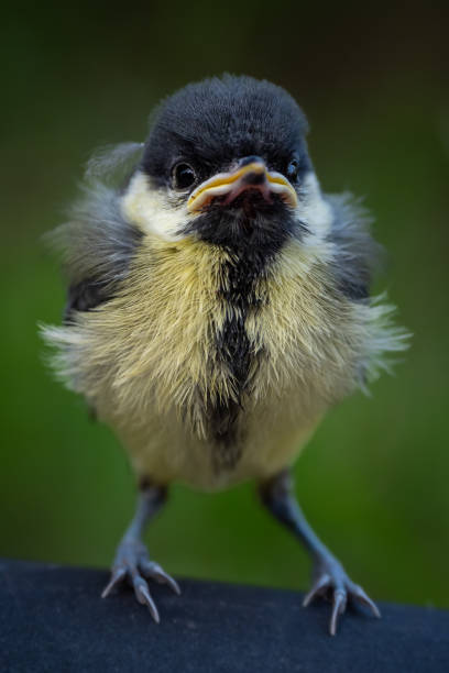istock Cute fluffy baby chick bird 1629174911