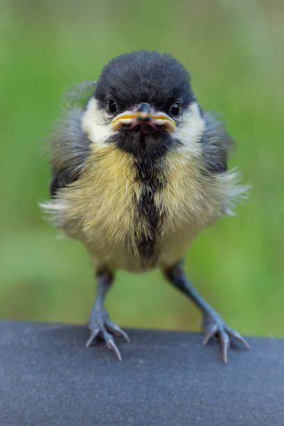 istock Cute fluffy baby chick bird 1629174920