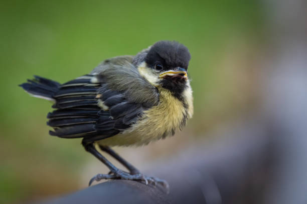 istock Cute fluffy baby chick bird 1629174925