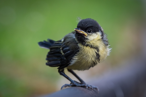 Cute baby bird  leaving the nest for the first time during the Springtime