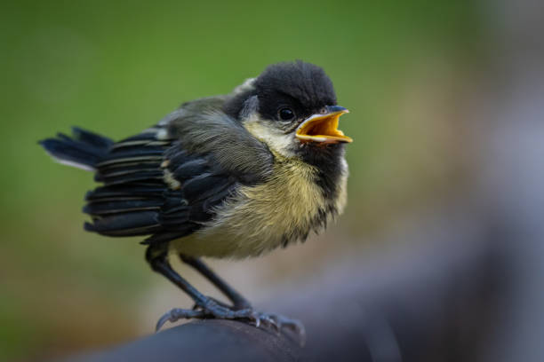 istock Cute fluffy baby chick bird 1629175041