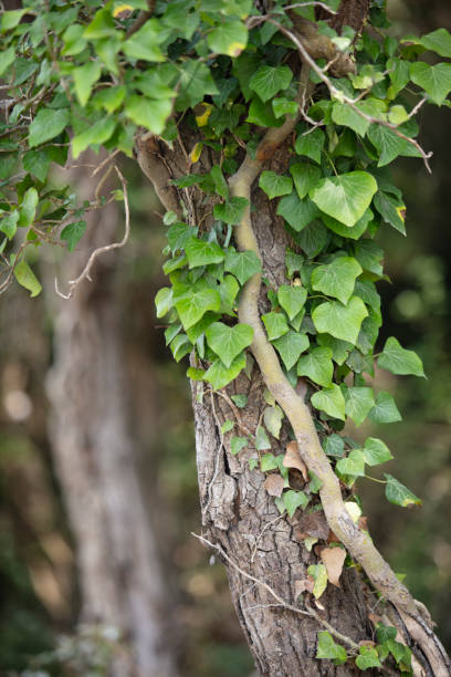 istock ivy wrapped in a tree in the forest 1629175998