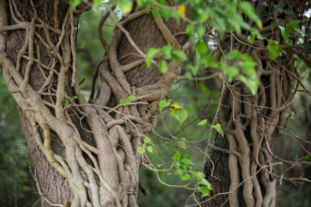 istock ivy wrapped in a tree in the forest 1629176327