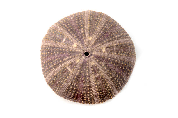 istock Test of a sea urchin 1629179470